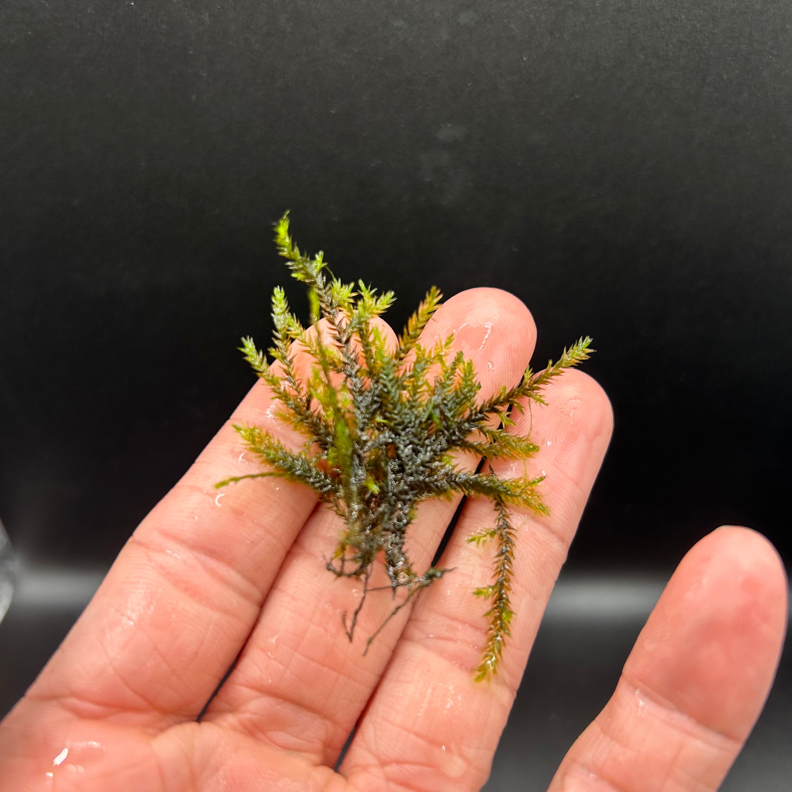 Java Moss  (Taxiphyllum Barbieri)