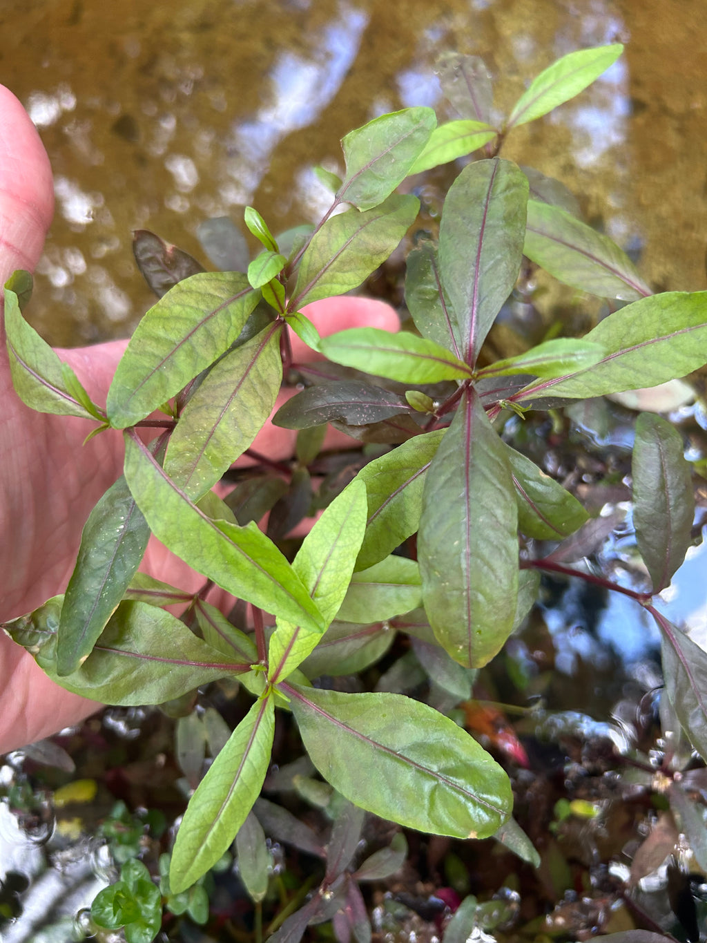 Alternanthera Rieneckii Narrow Leaf