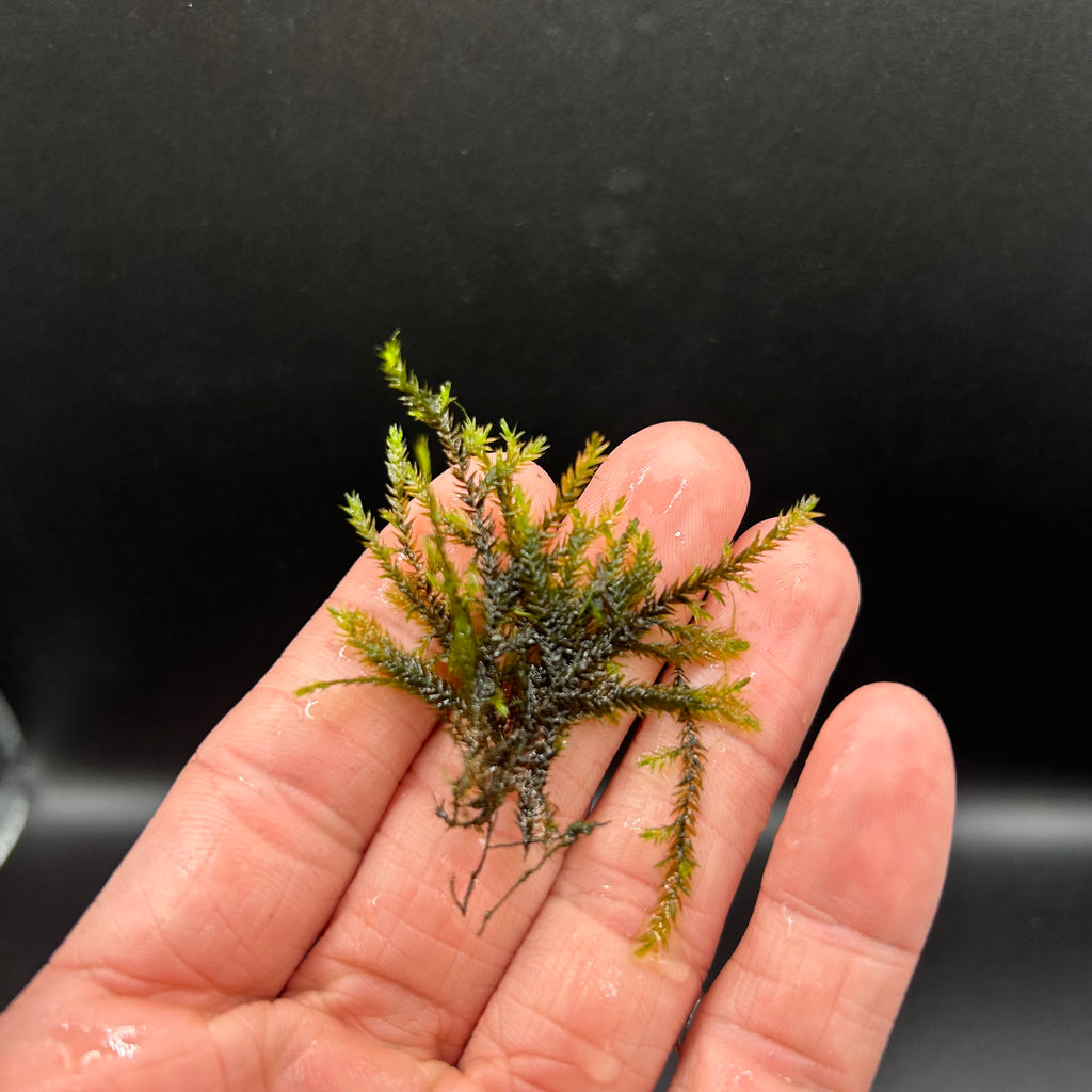 Java Moss  (Taxiphyllum Barbieri)