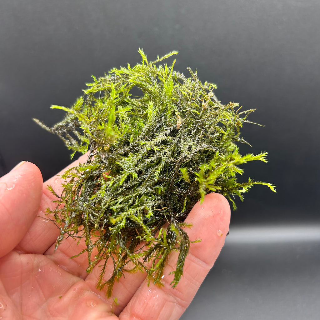 Java Moss  (Taxiphyllum Barbieri)