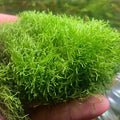 Riccia Fluitans (Crystalwort)