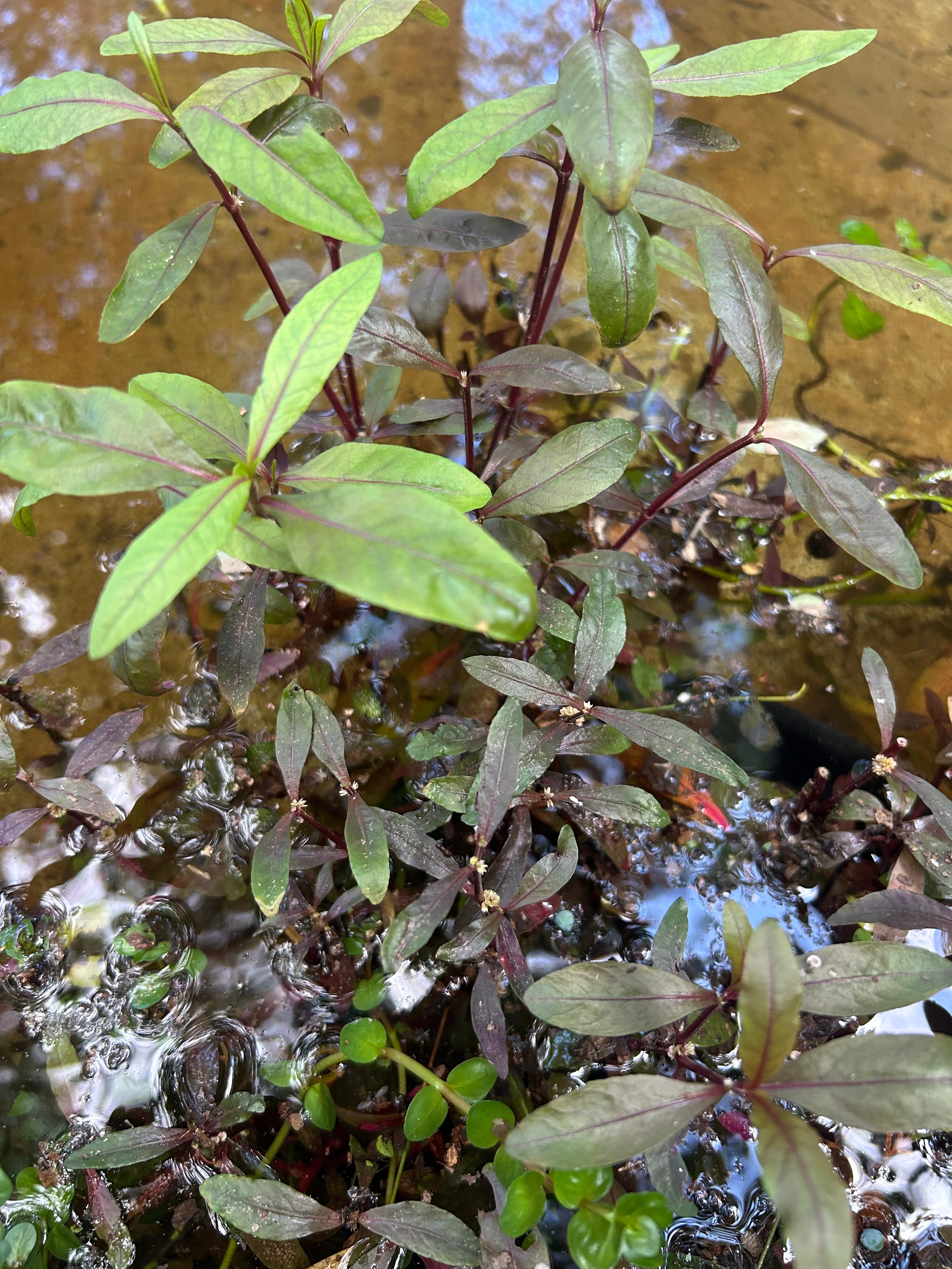 Alternanthera Rieneckii Narrow Leaf