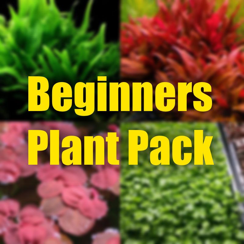 Shrimp Aquarium Plant Package