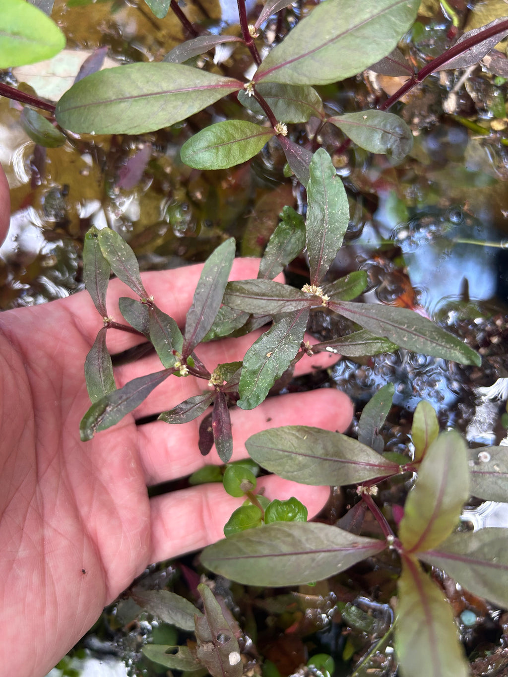 Alternanthera Rieneckii Narrow Leaf