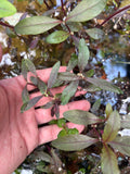 Alternanthera Rieneckii Narrow Leaf