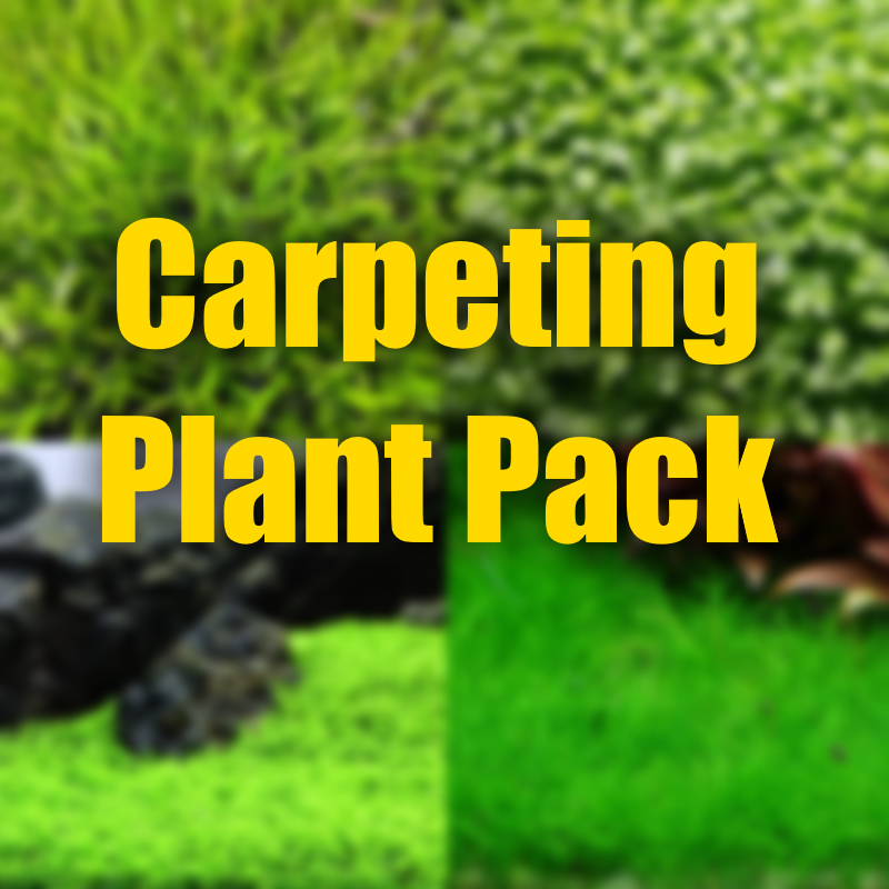 Carpeting plant pack