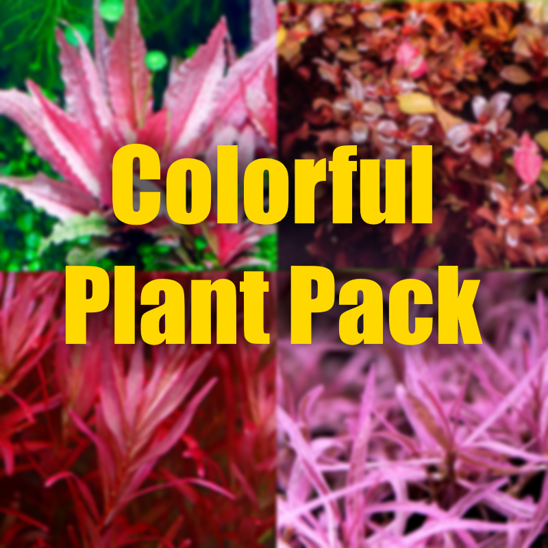 Colorful plant pack