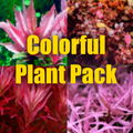 Colorful plant pack