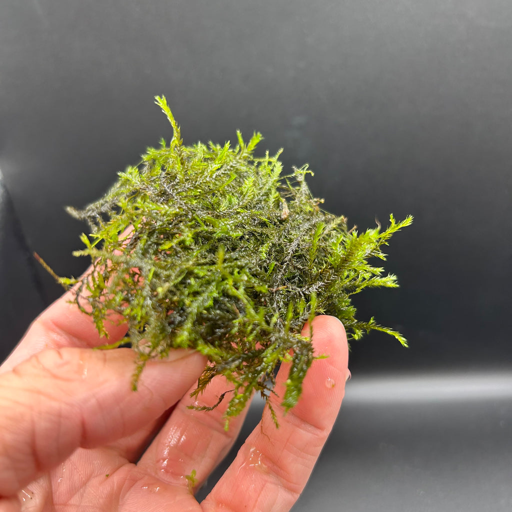 Java Moss  (Taxiphyllum Barbieri)