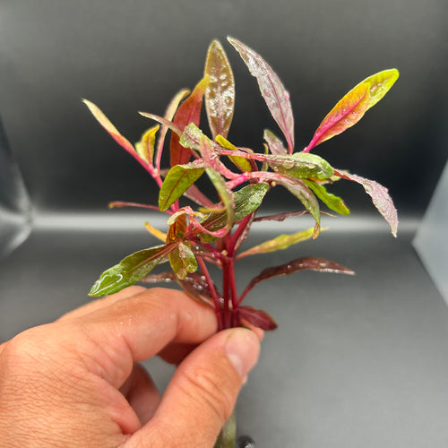 Alternanthera Rieneckii Narrow Leaf