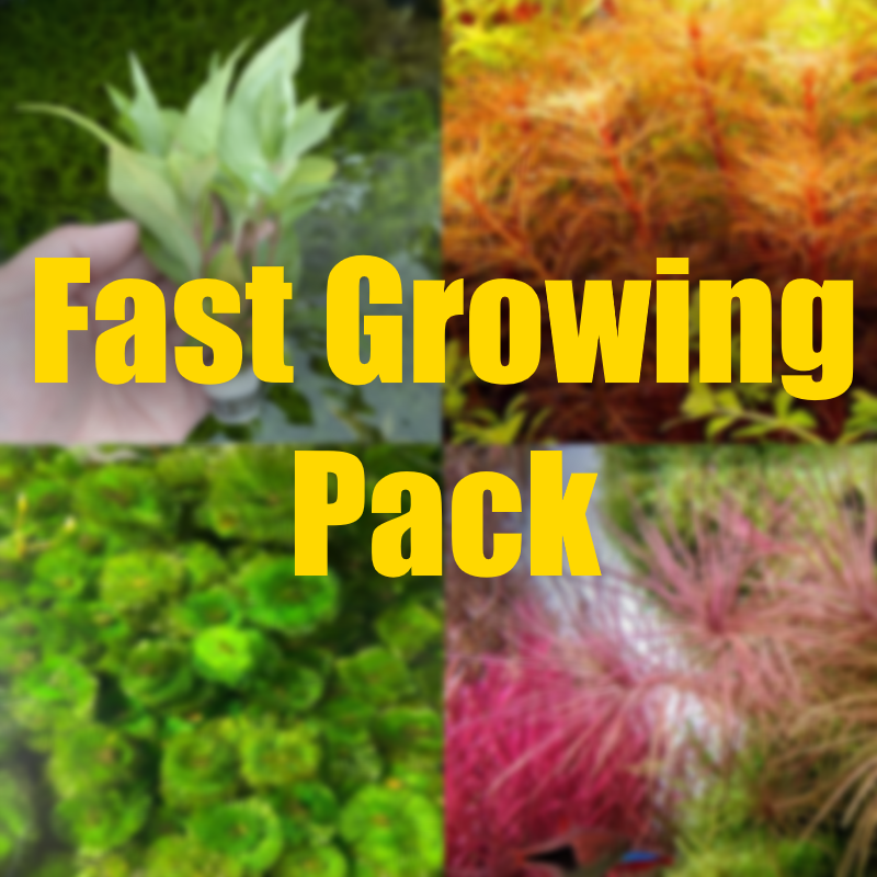 Fast Growing plant pack