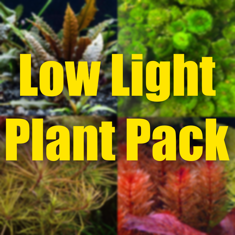 Low light Aquarium Plant Package