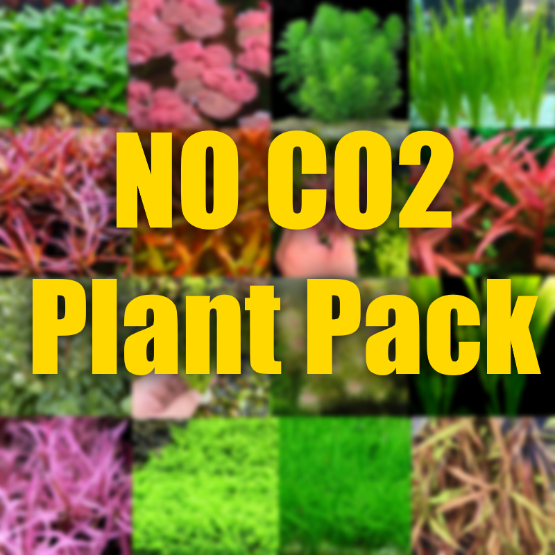 No Co2 Aqaurium plant pack