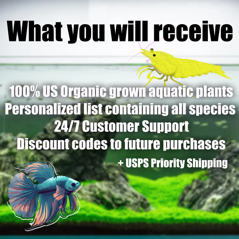 Betta Plant Pack